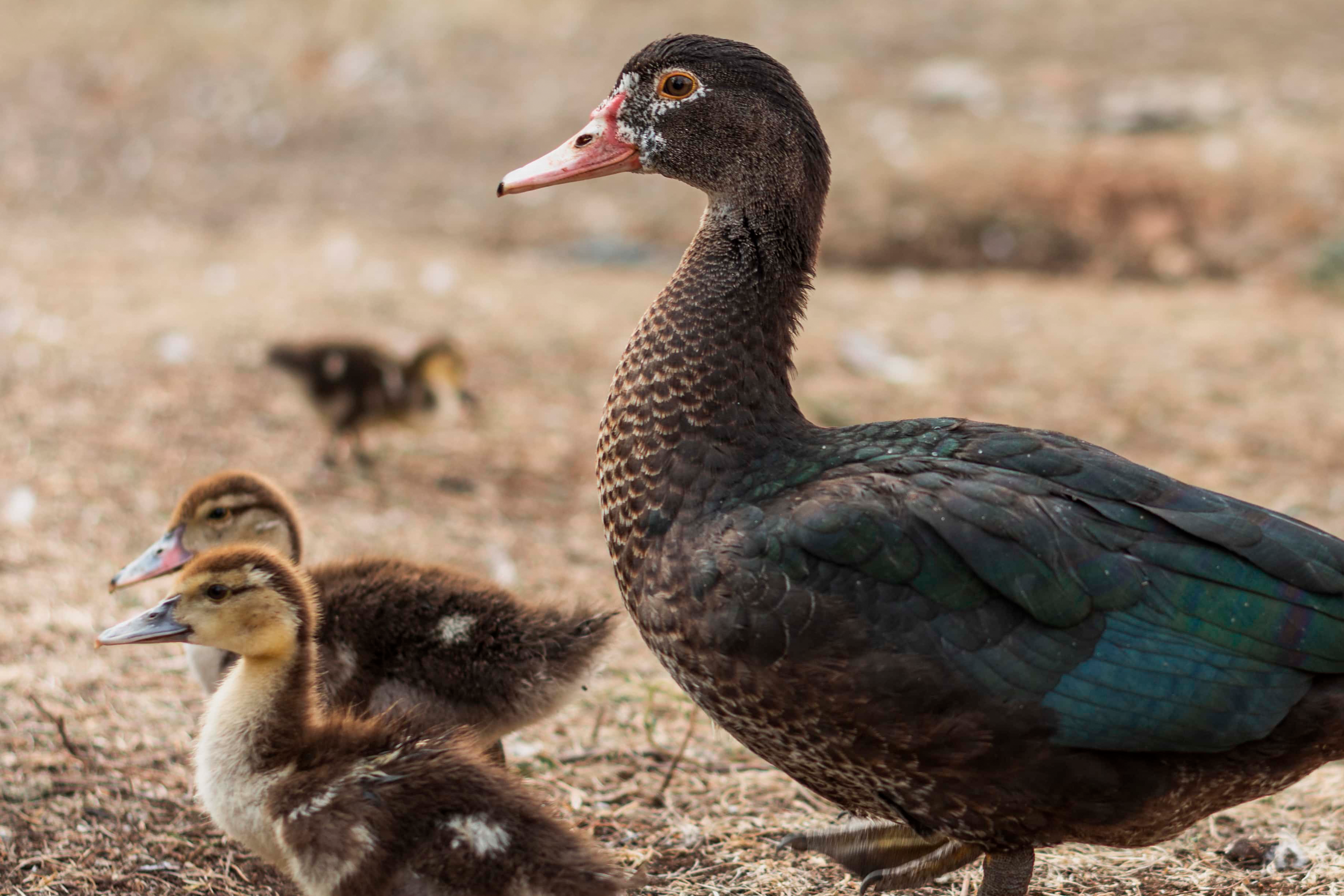 Duck