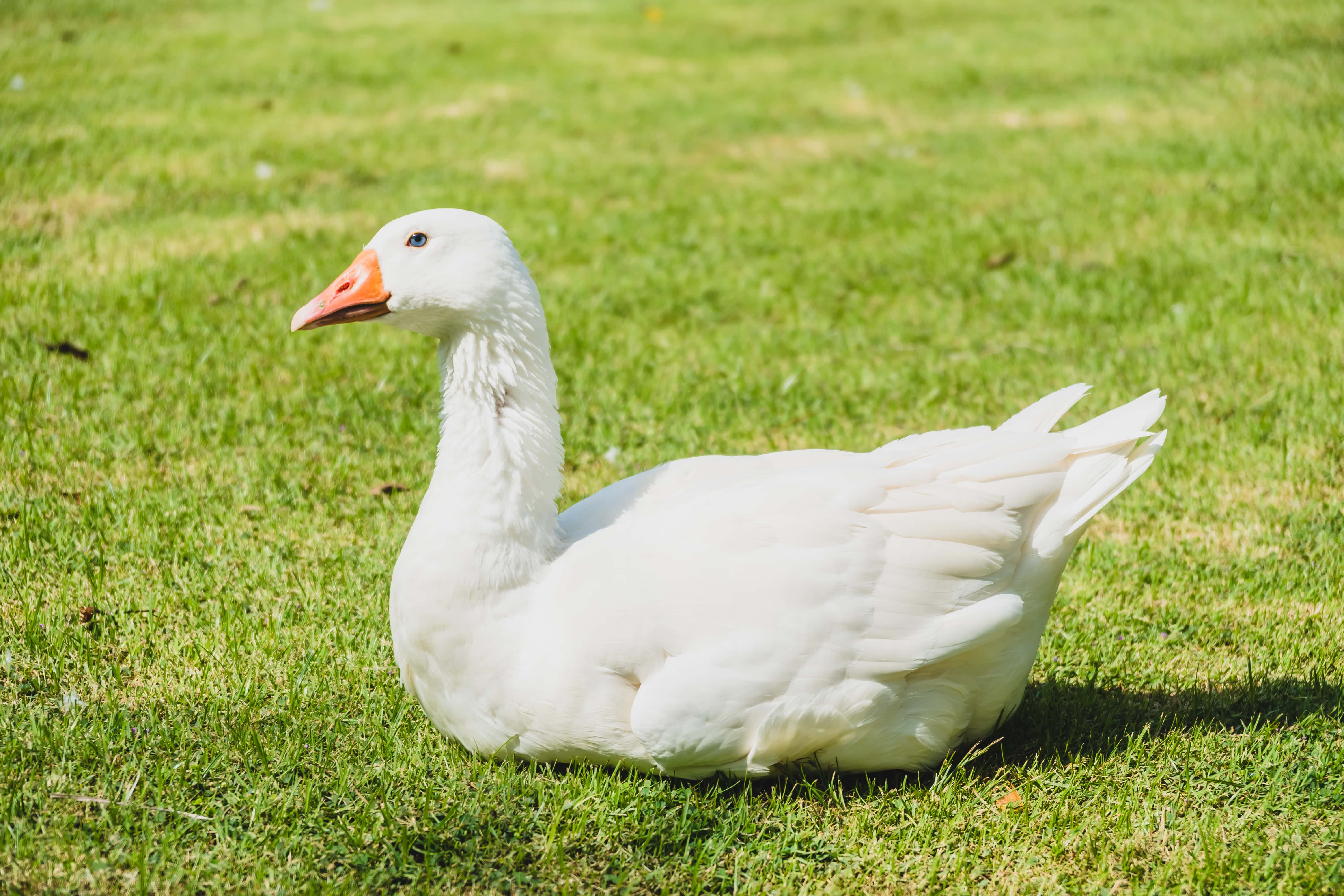 Goose