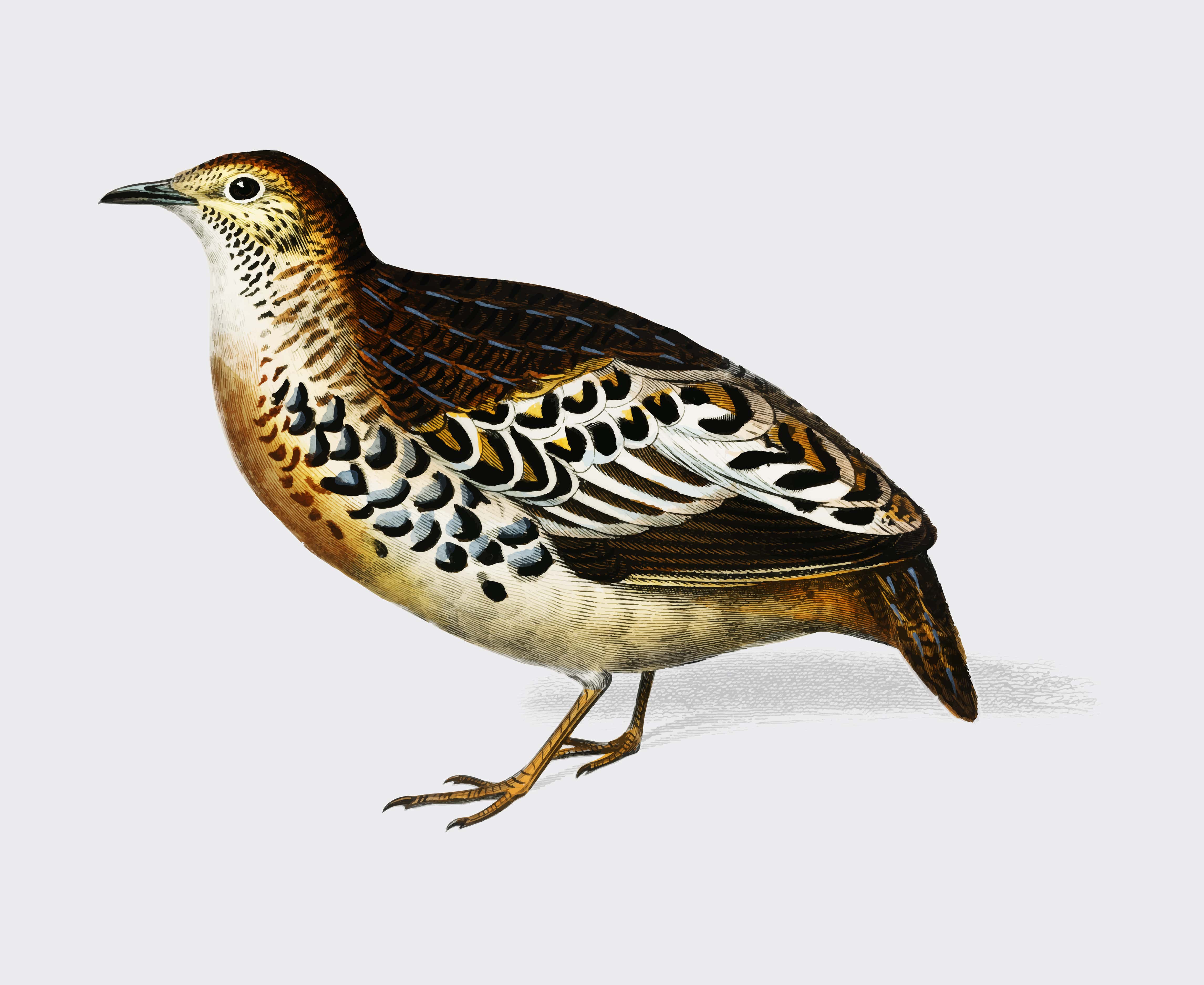 Quail