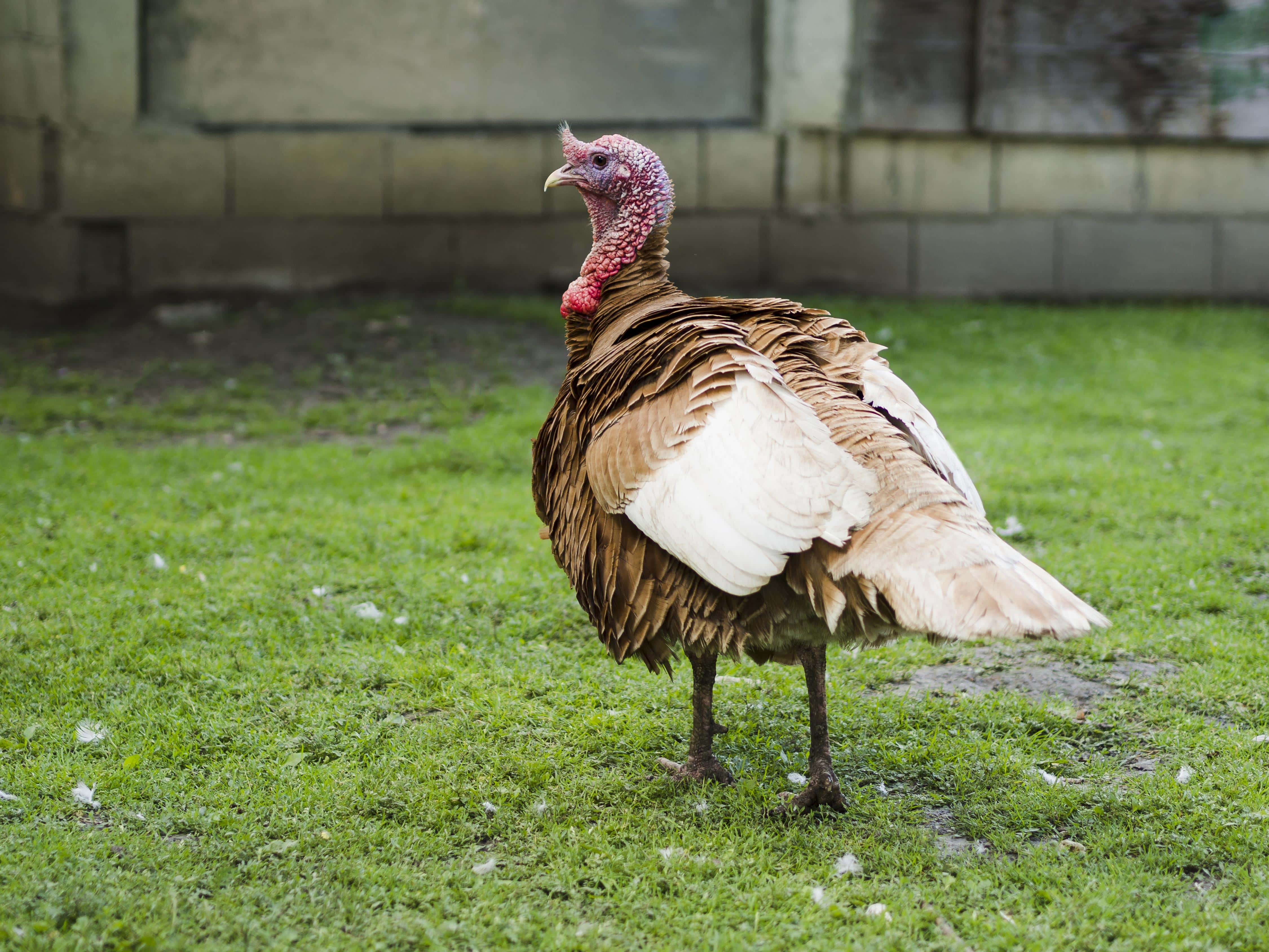 Turkey