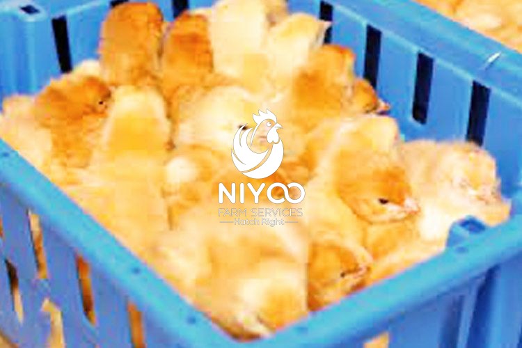 Croilers day old chicks (Sassa and Kenbro) thumbnail