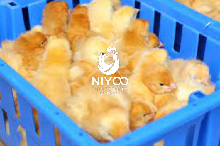 Croilers day old chicks (Sassa and Kenbro) thumbnail