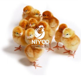Rainbow roster Chick thumbnail