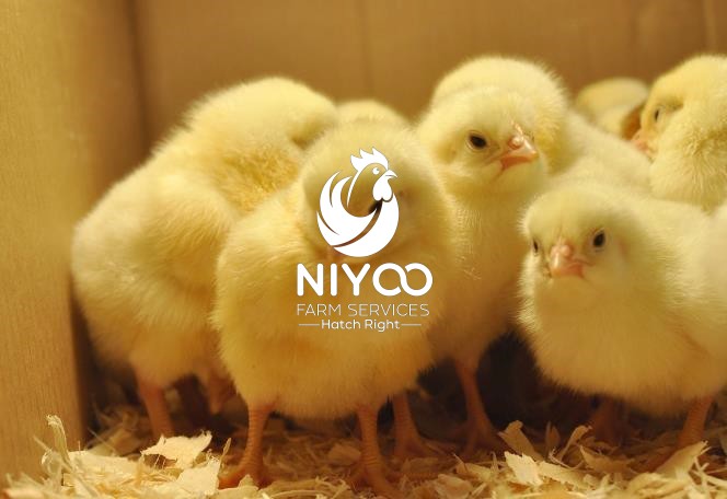 Layer Chick thumbnail