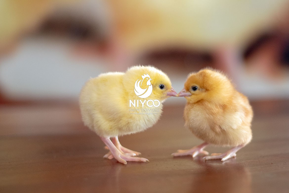 Layer Chick thumbnail